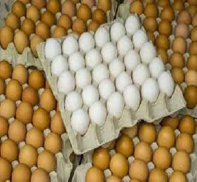 استقرار في اسعار كرتونه البيض 168 للمستهلك 